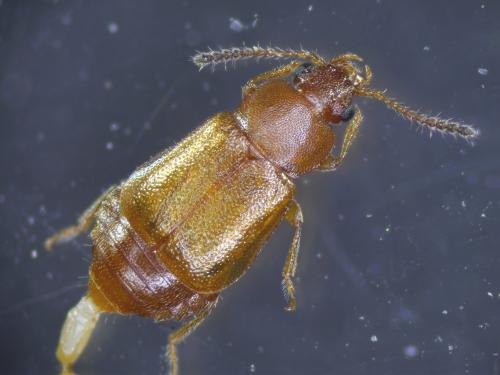 Réf. 348 946 : Eusphalerum luteum
